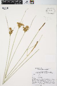 Juncus interior image