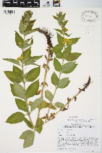 Lysimachia punctata image