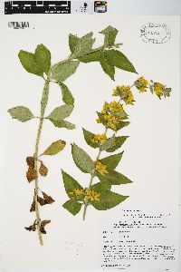 Lysimachia punctata image