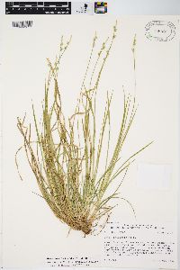 Carex albicans var. albicans image