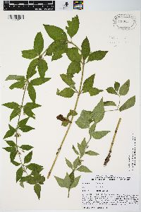 Lysimachia punctata image