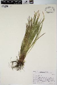 Carex geyeri image