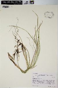 Carex geyeri image