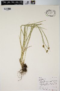 Carex hoodii image