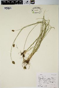 Carex hoodii image