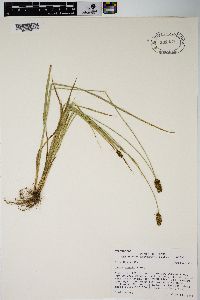 Carex hoodii image