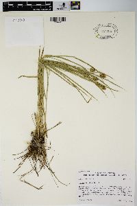 Carex hoodii image