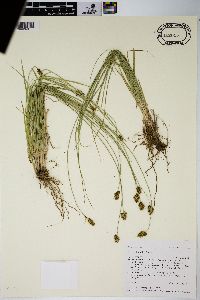 Carex hoodii image