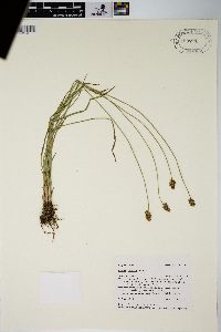 Carex hoodii image