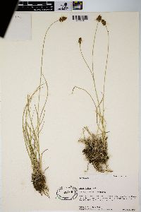 Carex hoodii image