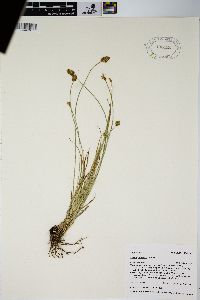 Carex hoodii image