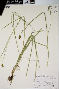 Carex hoodii image