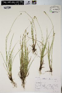 Carex interior image