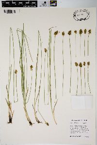 Carex hoodii image