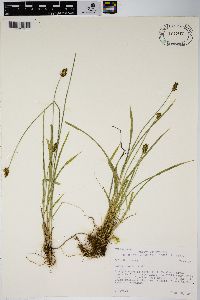 Carex hoodii image