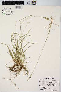 Carex communis var. communis image