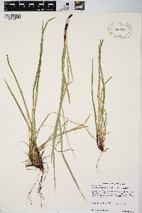 Carex communis var. communis image