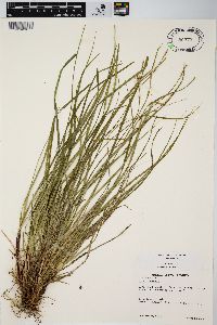 Carex communis var. communis image