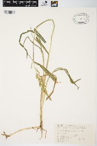 Echinochloa crus-galli var. mitis image