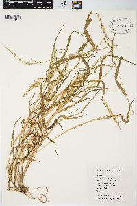 Echinochloa crus-galli var. mitis image