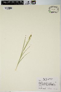 Carex leavenworthii image