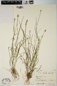 Carex leavenworthii image