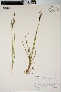 Carex lenticularis image