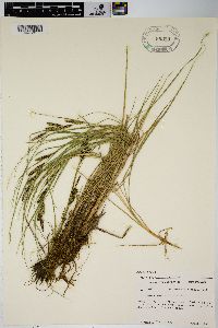 Carex lenticularis image