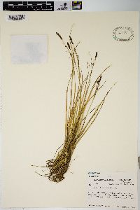 Carex lenticularis image