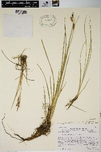 Carex kelloggii image