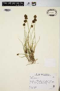 Carex haydeniana image