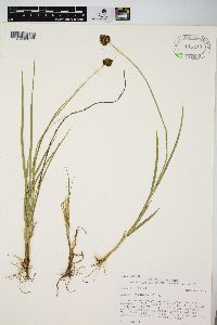 Carex haydeniana image