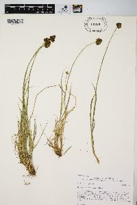 Carex haydeniana image