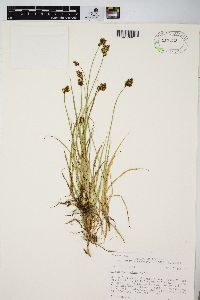 Carex haydeniana image