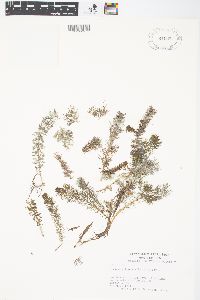 Myriophyllum sibiricum image