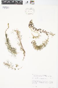 Myriophyllum sibiricum image