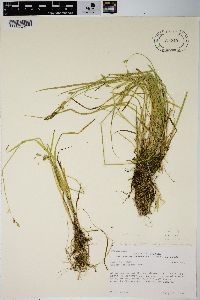 Carex infirminervia image