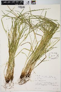 Carex jamesii image