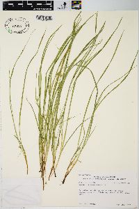 Carex jamesii image