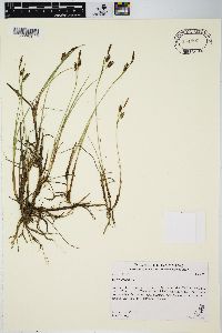 Carex limosa image