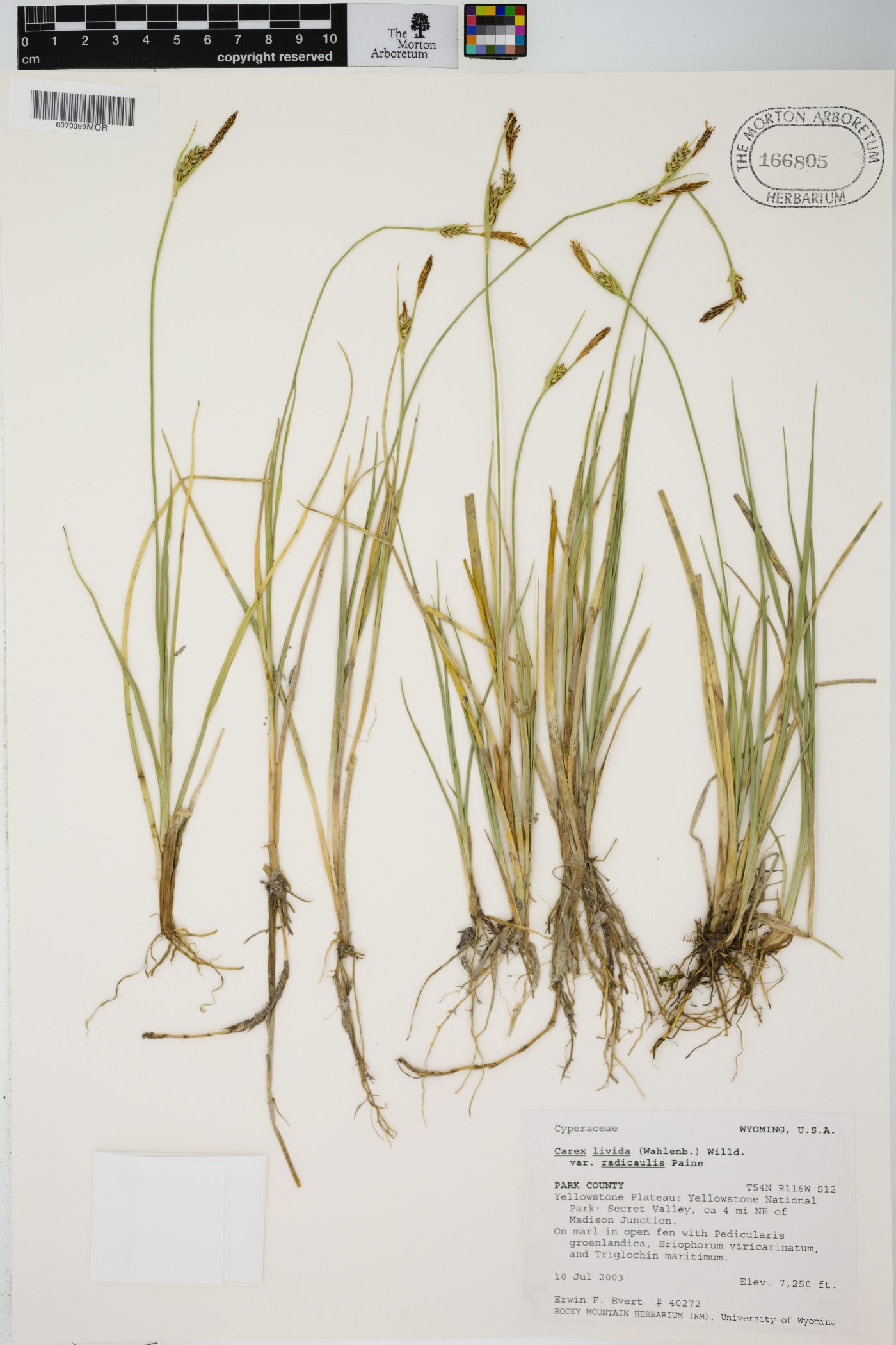 Carex livida var. radicaulis image