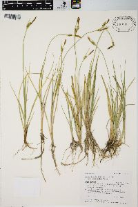 Carex livida var. radicaulis image