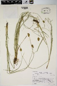 Carex hoodii image