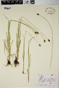 Carex hoodii image