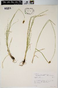 Carex hoodii image