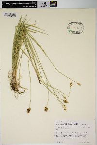 Carex hoodii image