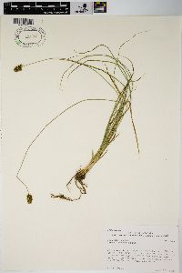 Carex hoodii image