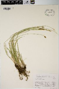 Carex hoodii image