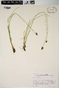 Carex hoodii image