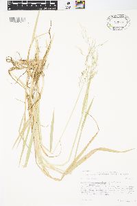 Torreyochloa pallida image